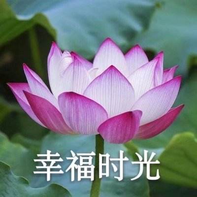 木槿花的守望【图片】